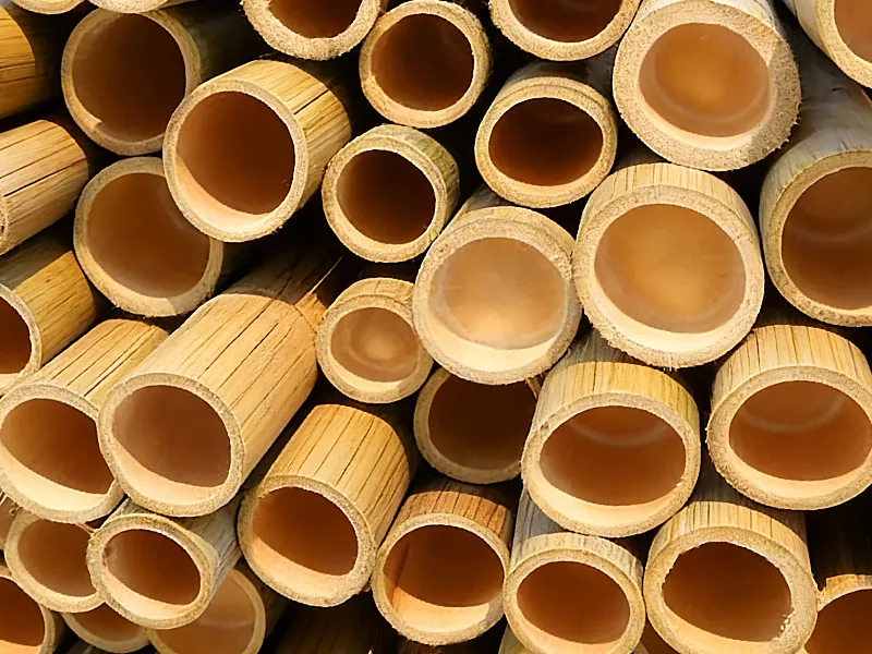 Sustainable Development 5 Sustainably harvested bamboo materials used for manufacturing eco-conscious electric toothbrush handles and brush heads.